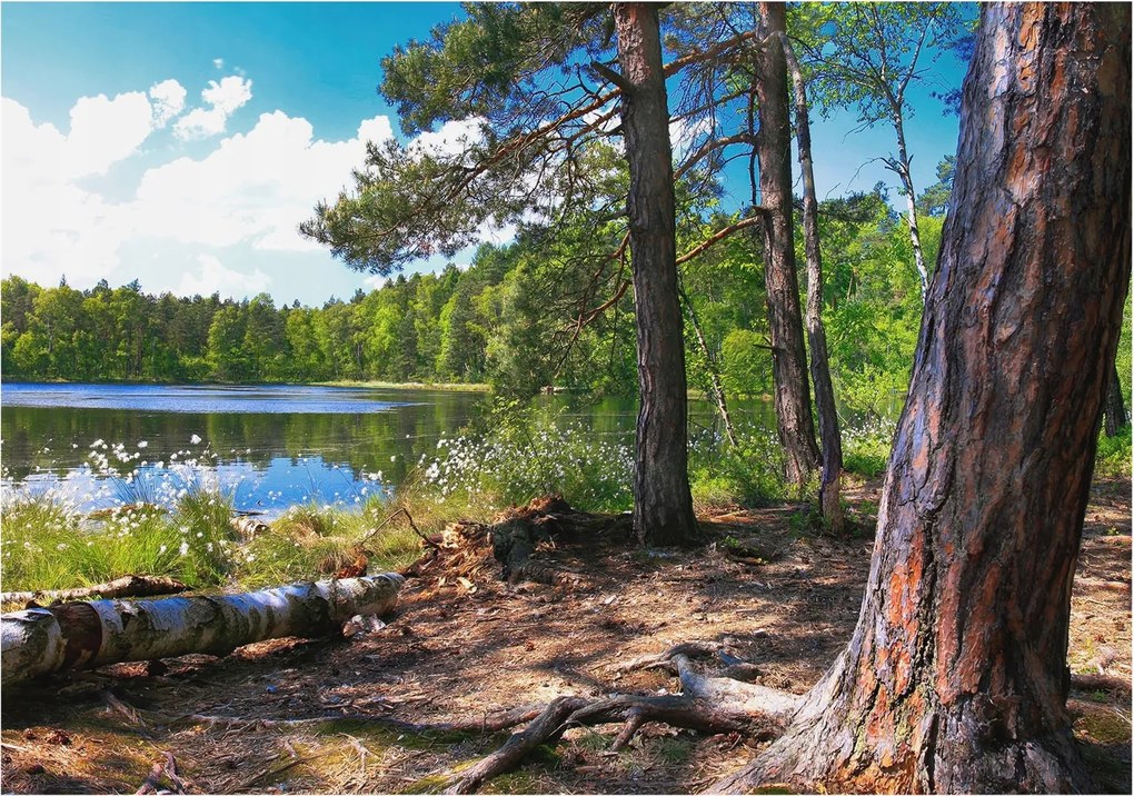 Fotótapéta Fali tapéta Hálószoba Nappali Erdei táj 312x219 Ragasztó