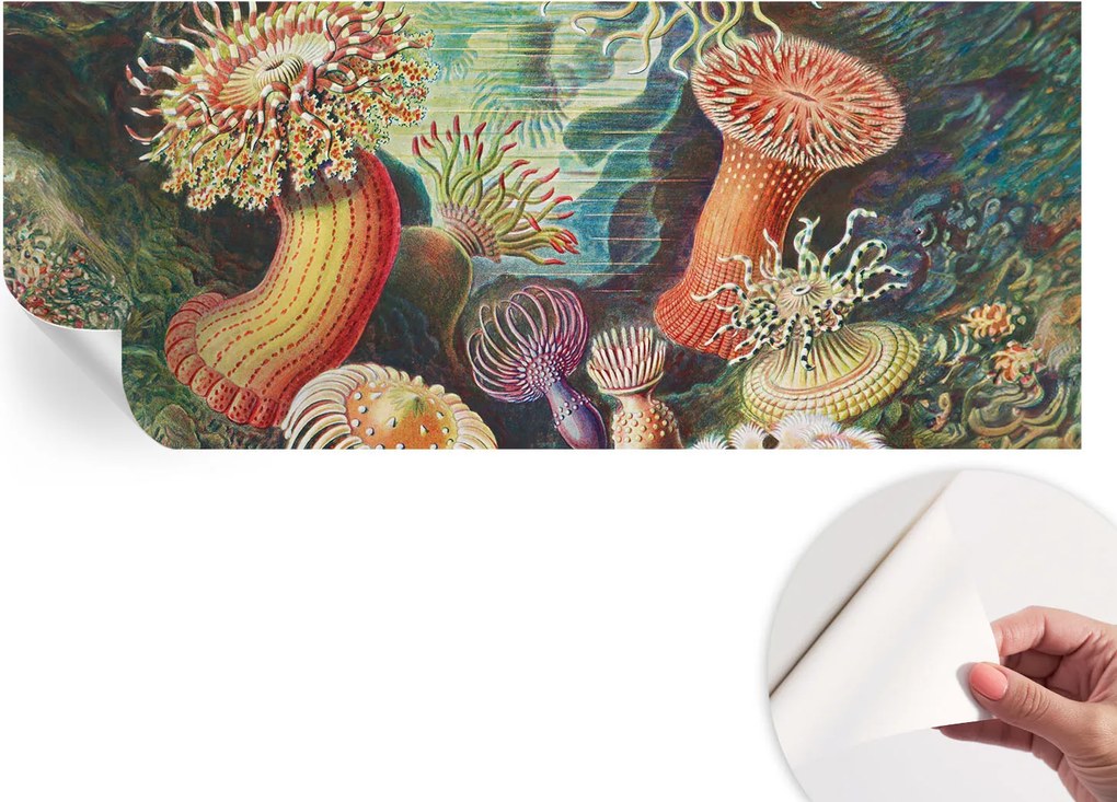 Dekoratív öntapadós fotótapéta irodába Fantázia anemonák 250x104 cm