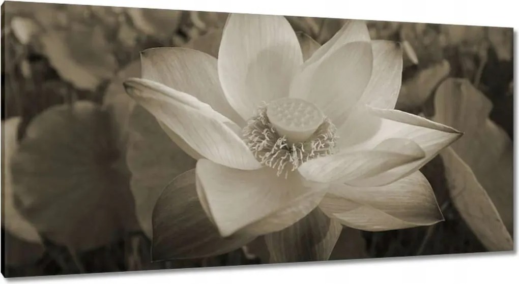 Vászonkép 115x55 Lótusz Lótuszvirág