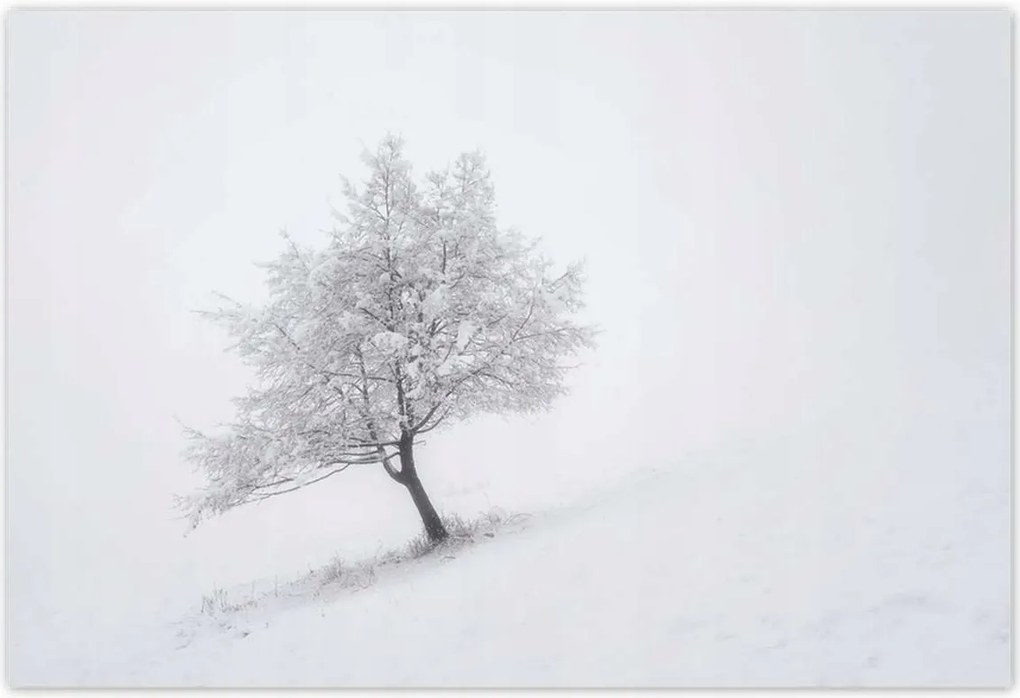 Poszterek 155x105 Fa Fák Kilátás