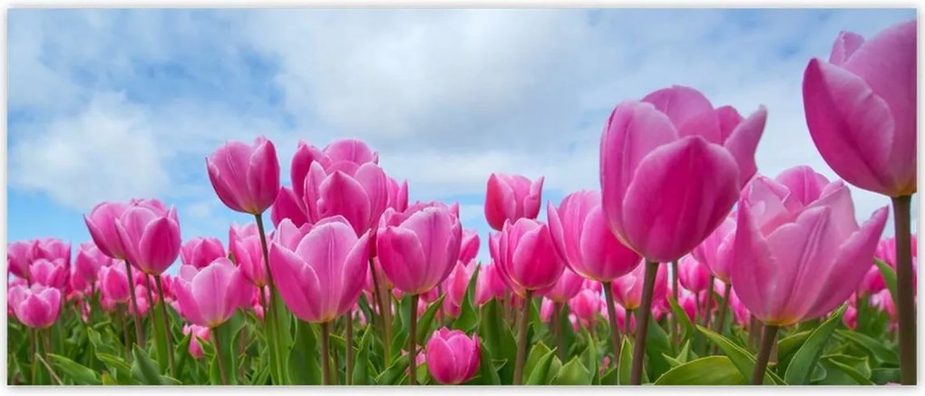 Fotótapéták 250x104 Tulipánok Valentin napra