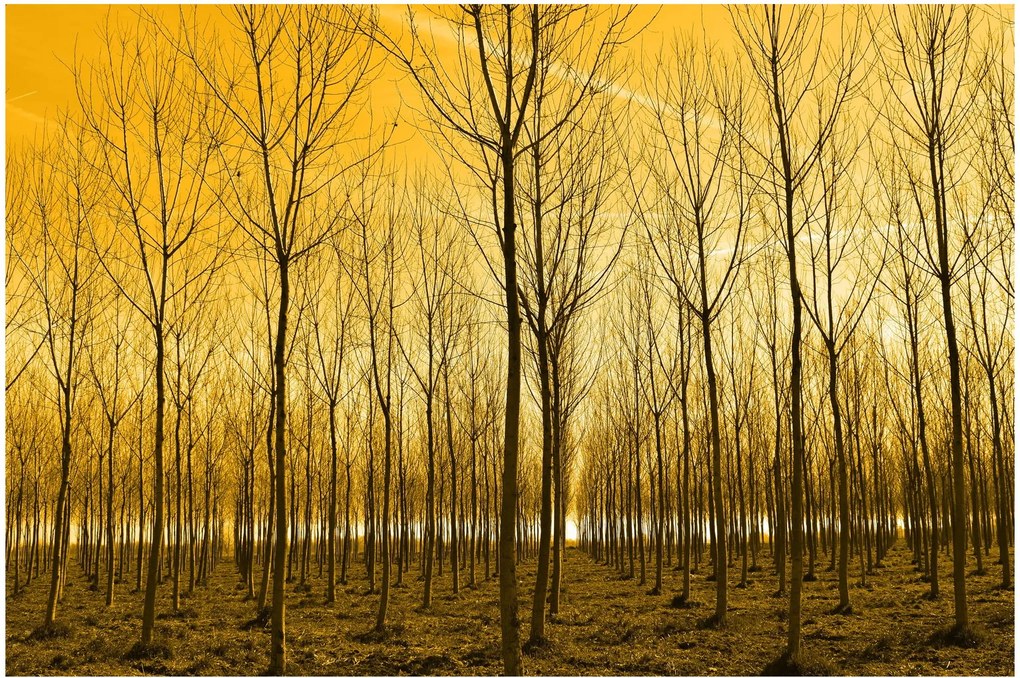 Egy erdő naplementekor képe (90x60 cm)