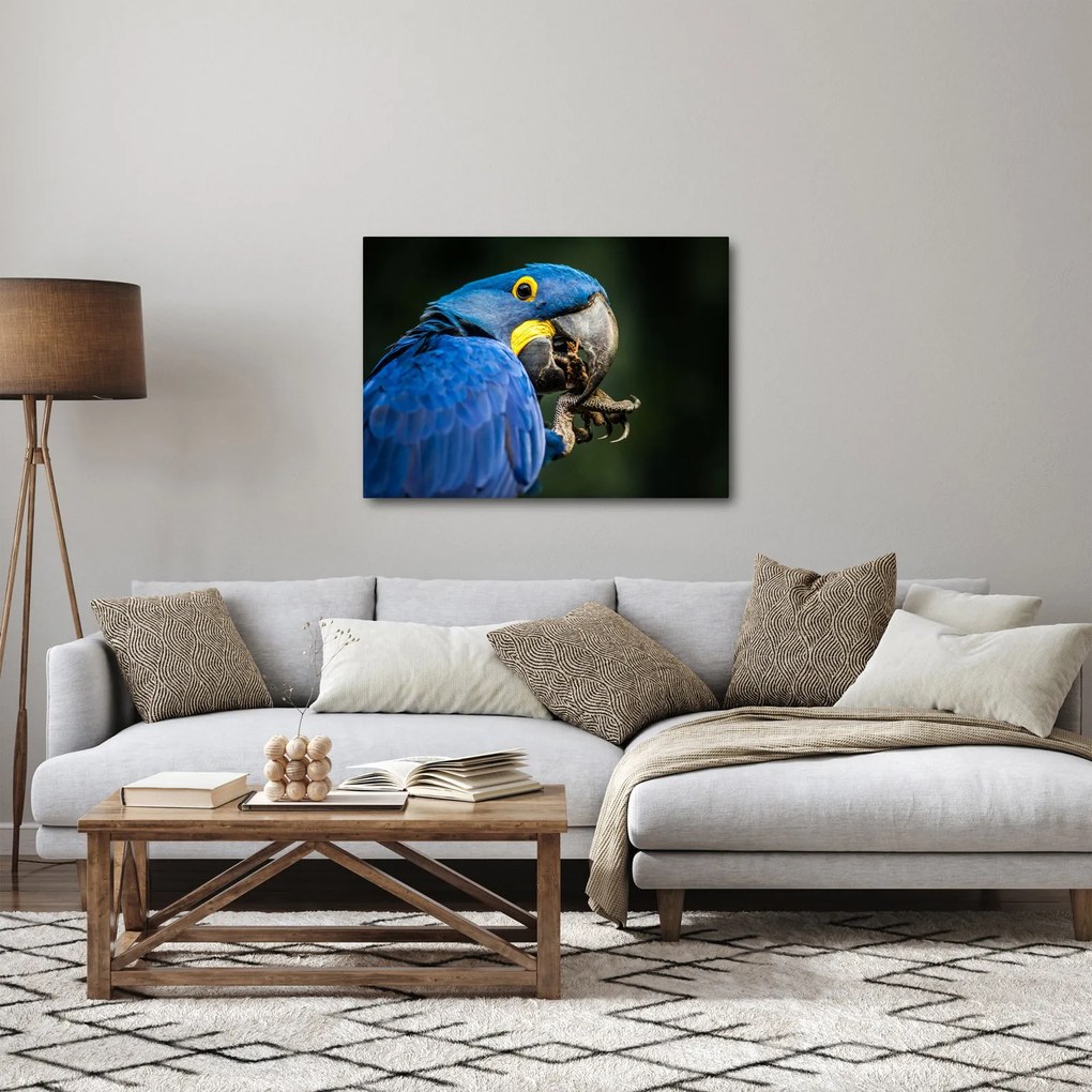 Papagáj képe (70x50 cm)