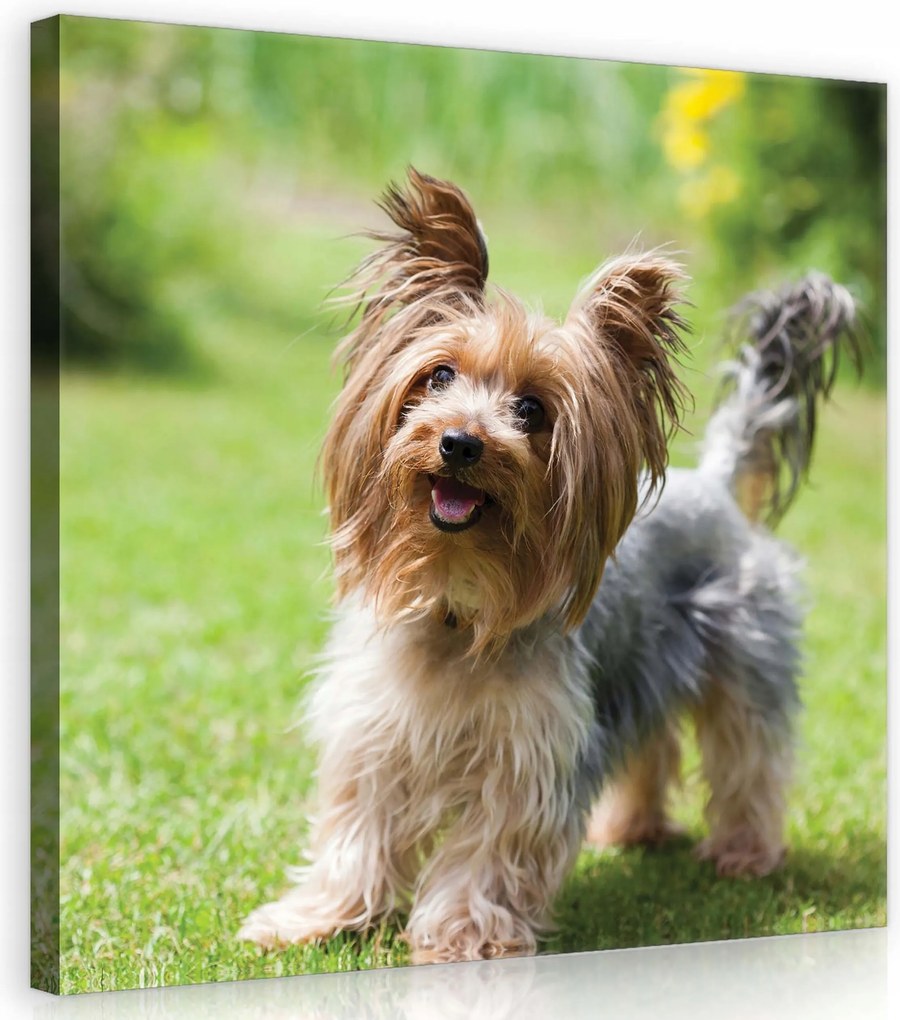 Vászonkép 40x40 Yorkshire terrier kutya állat portré fű zöld öröm