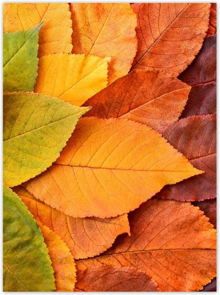 Poszterek 100x135 Őszi színes levelek Levelek az ősz színeiben