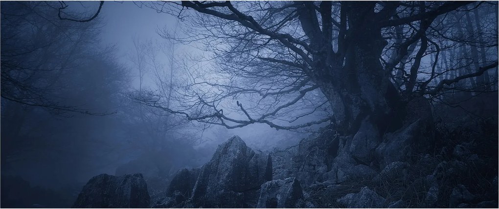 Egy sötét erdő képe (120x50 cm)