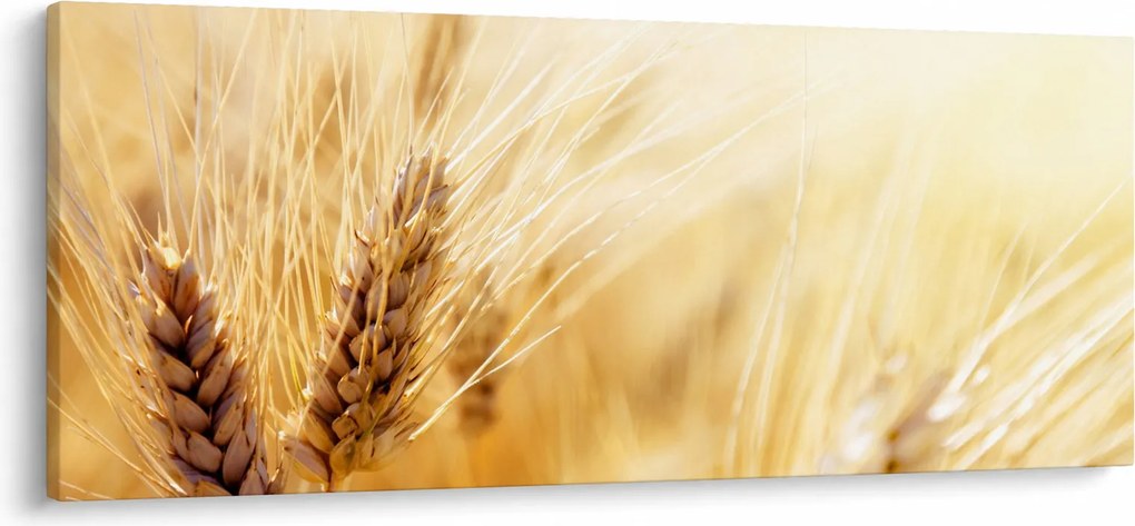 Kép - részlet gabona (120x50 cm)