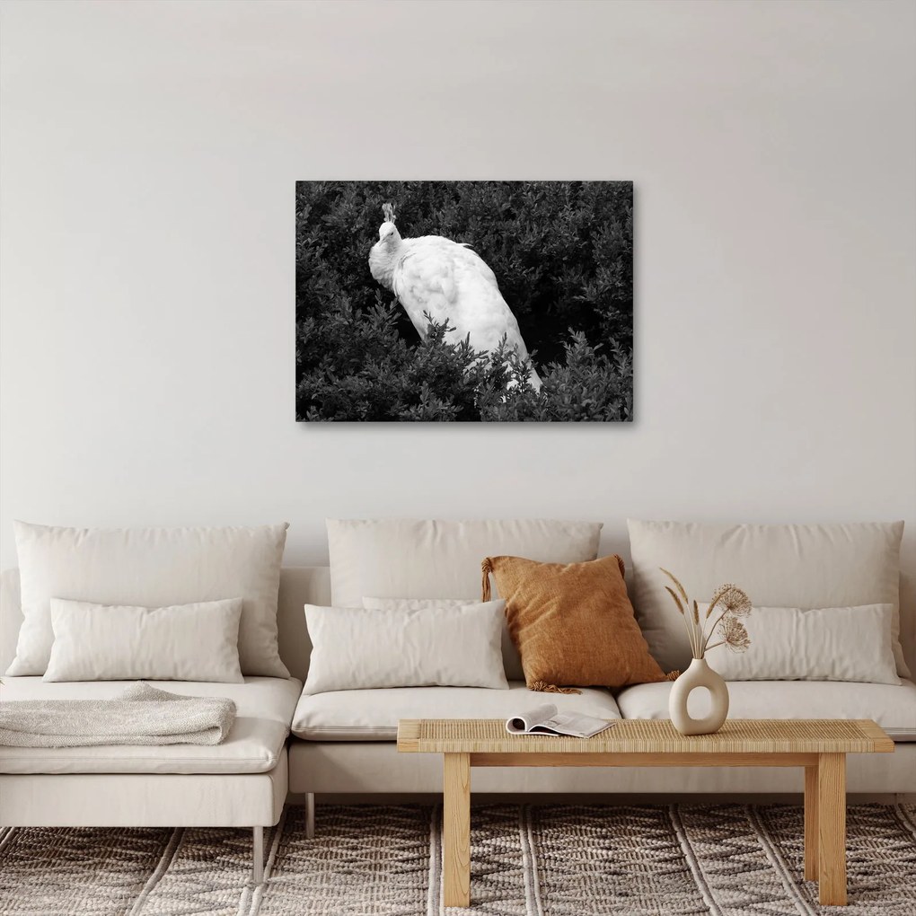 Kép - Páva, fekete-fehér (70x50 cm)