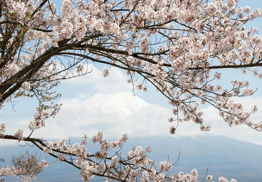 Fotótapéta fa levelek fotótapéta 416 x 254