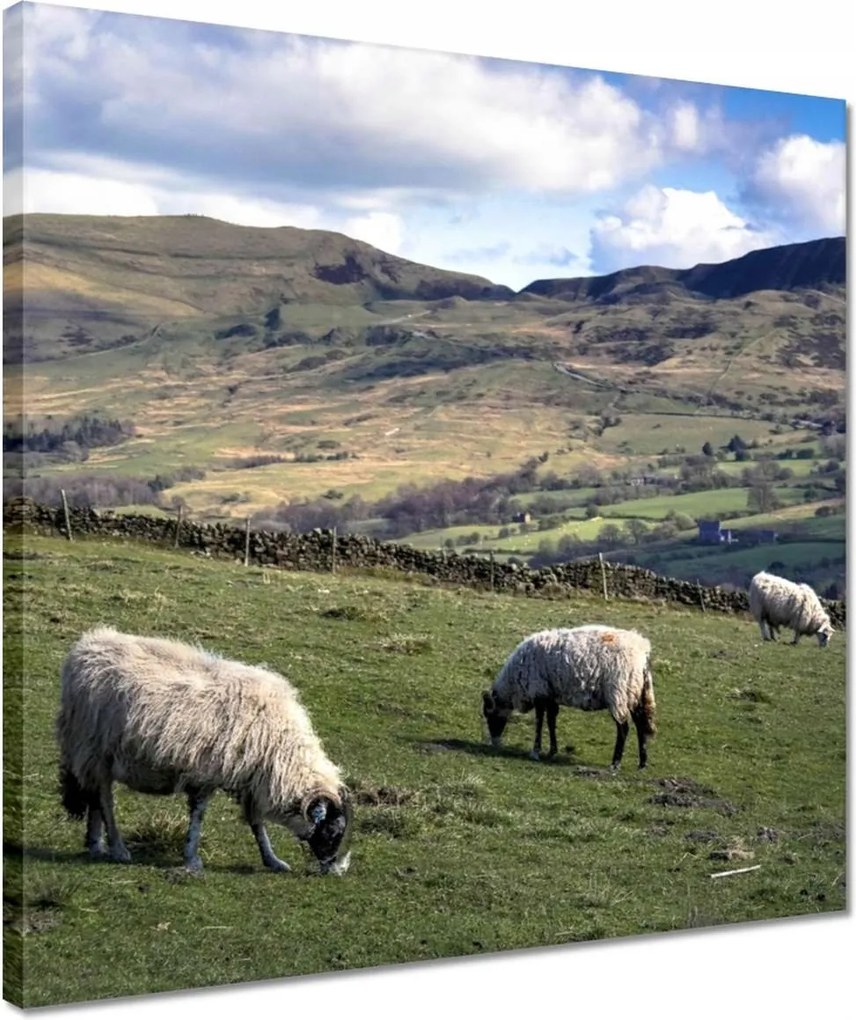 Vászonkép 40x40 Bárányok a csarnokban