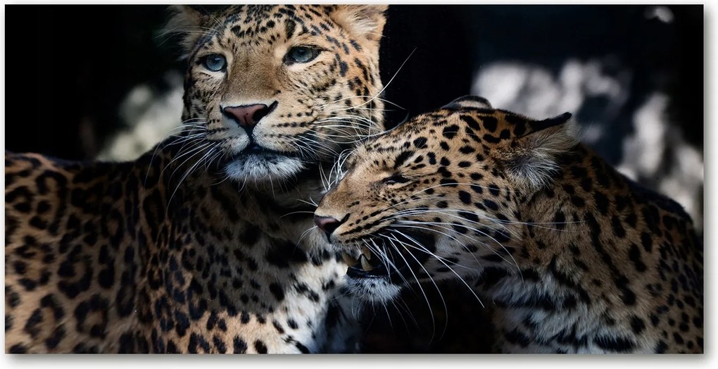 Fotó-kép edzett üveg Két leopárd 140x70