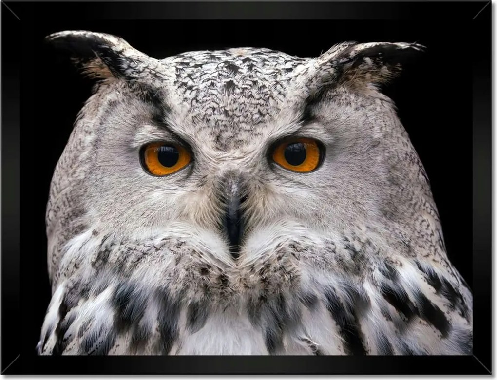 Poszterek keretben 40x30 Szibériai bagoly pihe-puha