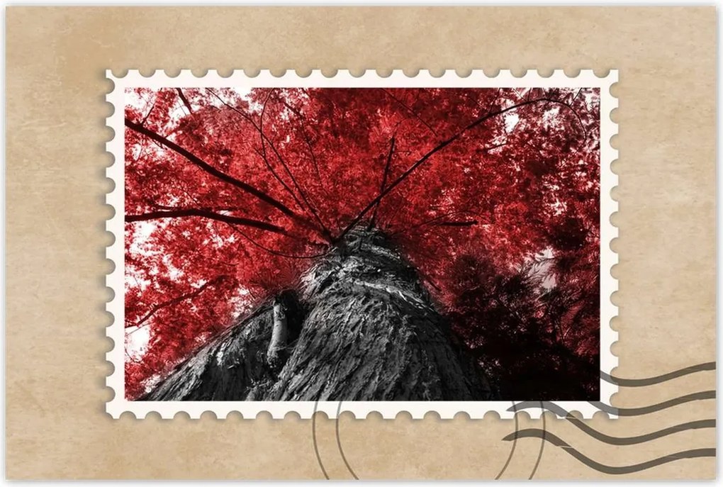 Poszterek 60x40 mamutfenyő Magas fa