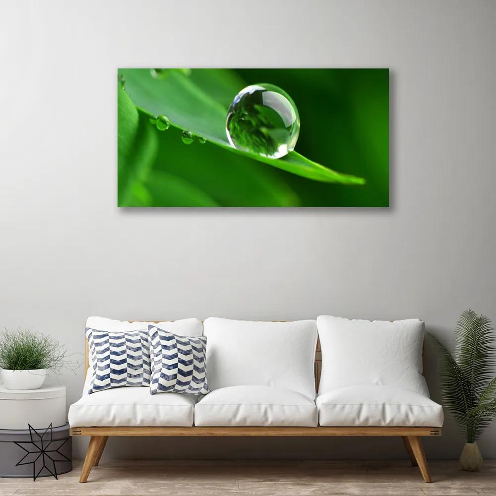 Vászonkép Plant Leaf Water Drops 100x50 cm