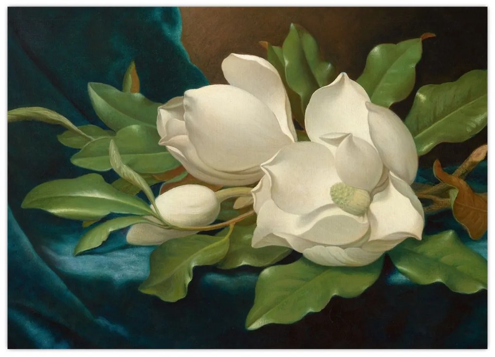 Kép - Martin Johnson Heade, Giant Magnolias on a Blue Velvet Cloth, reprodukciók (70x50 cm)