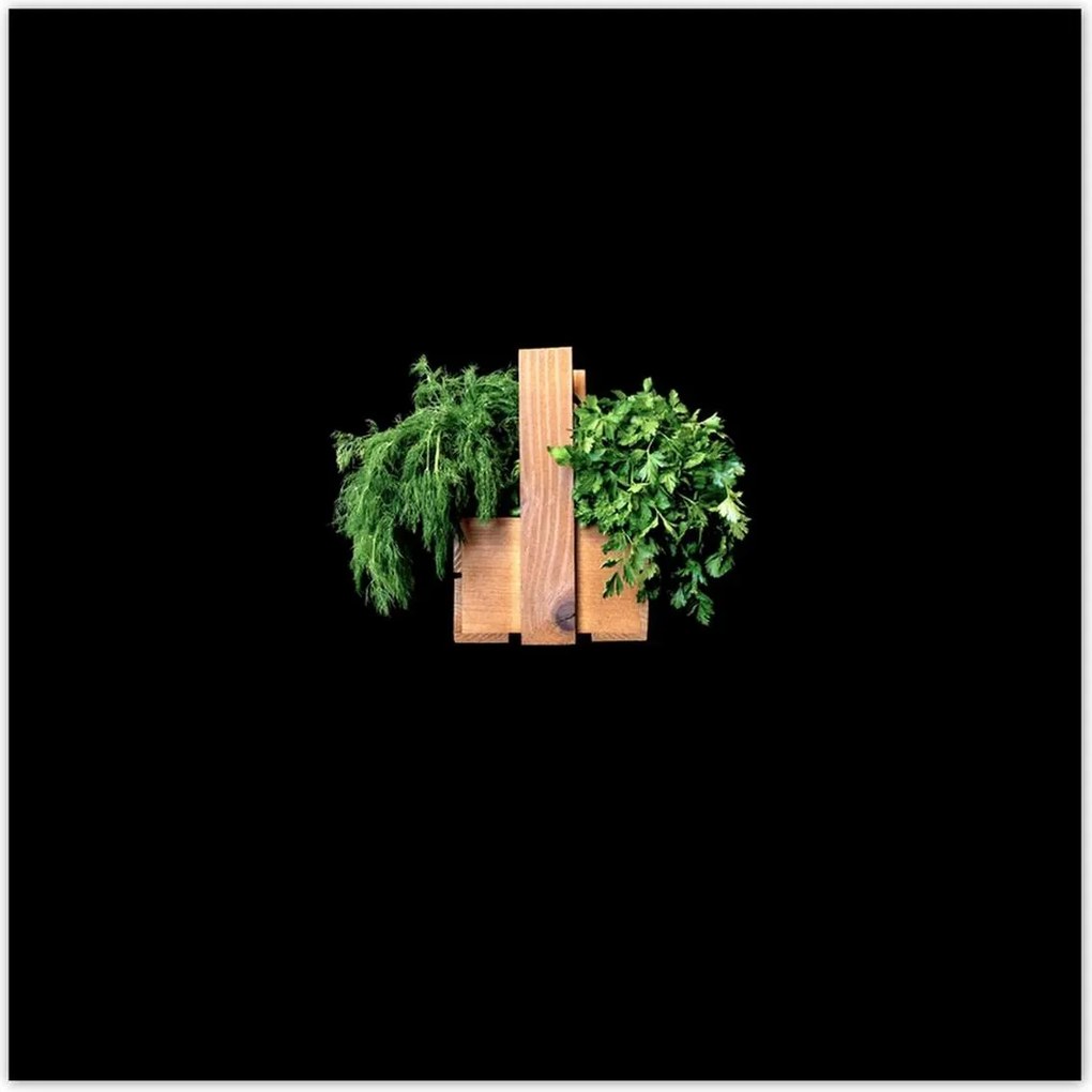 Poszterek 100x100 Petrezselyem Kapor gyógynövények