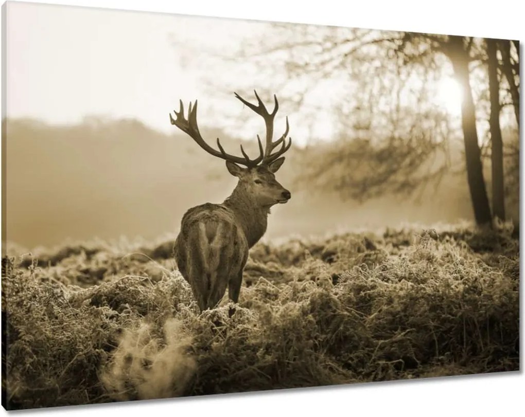 Vászonkép 100x70 Szarvas erdő naplemente