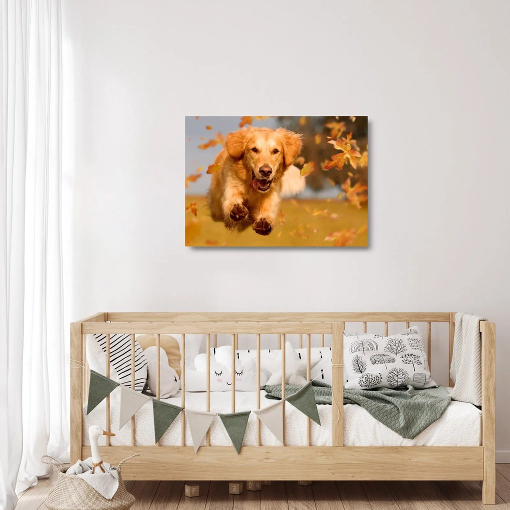 Üveg kép - Golden Retriever (70x50 cm)