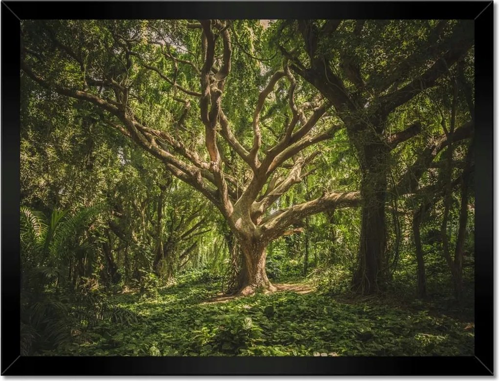 Poszterek keretben 40x30 Fa a parkban