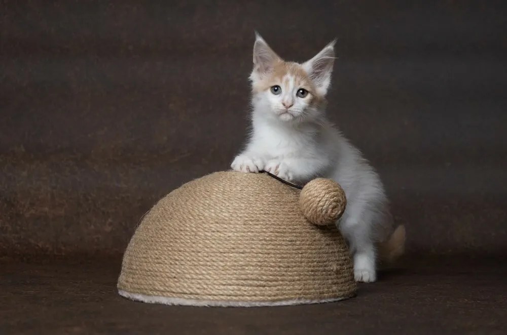 Flamingo Veda Kiscsapda macskáknak, 26 x 14 x 26 cm