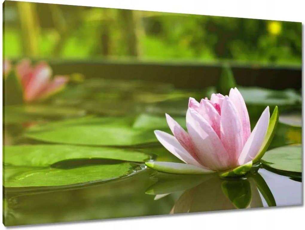 Vászonkép 120x80 Vízi liliom