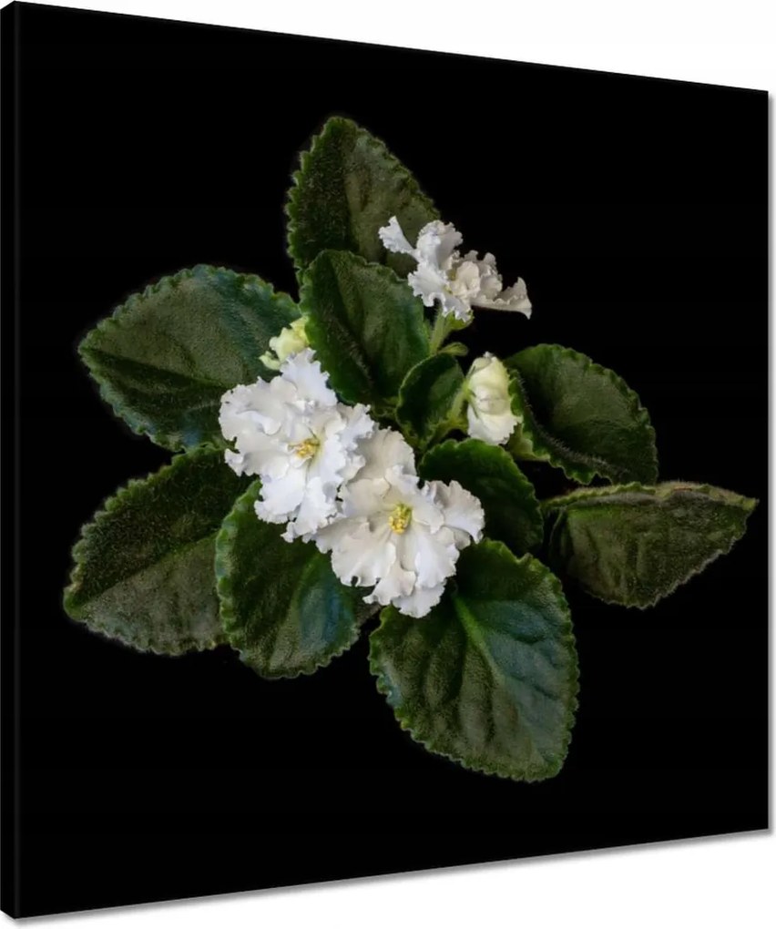 Vászonkép 50x50 Fehér jázminvirág