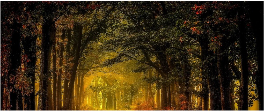 Erdő képe (120x50 cm)