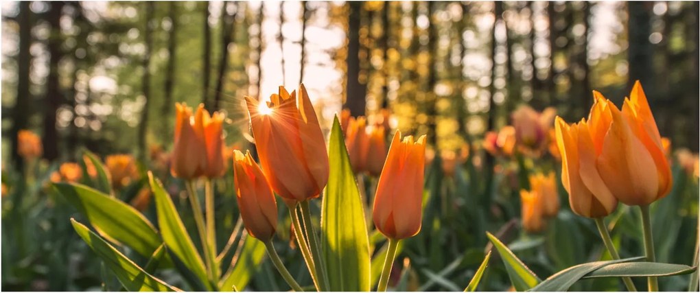 Kép - tulipánok (120x50 cm)