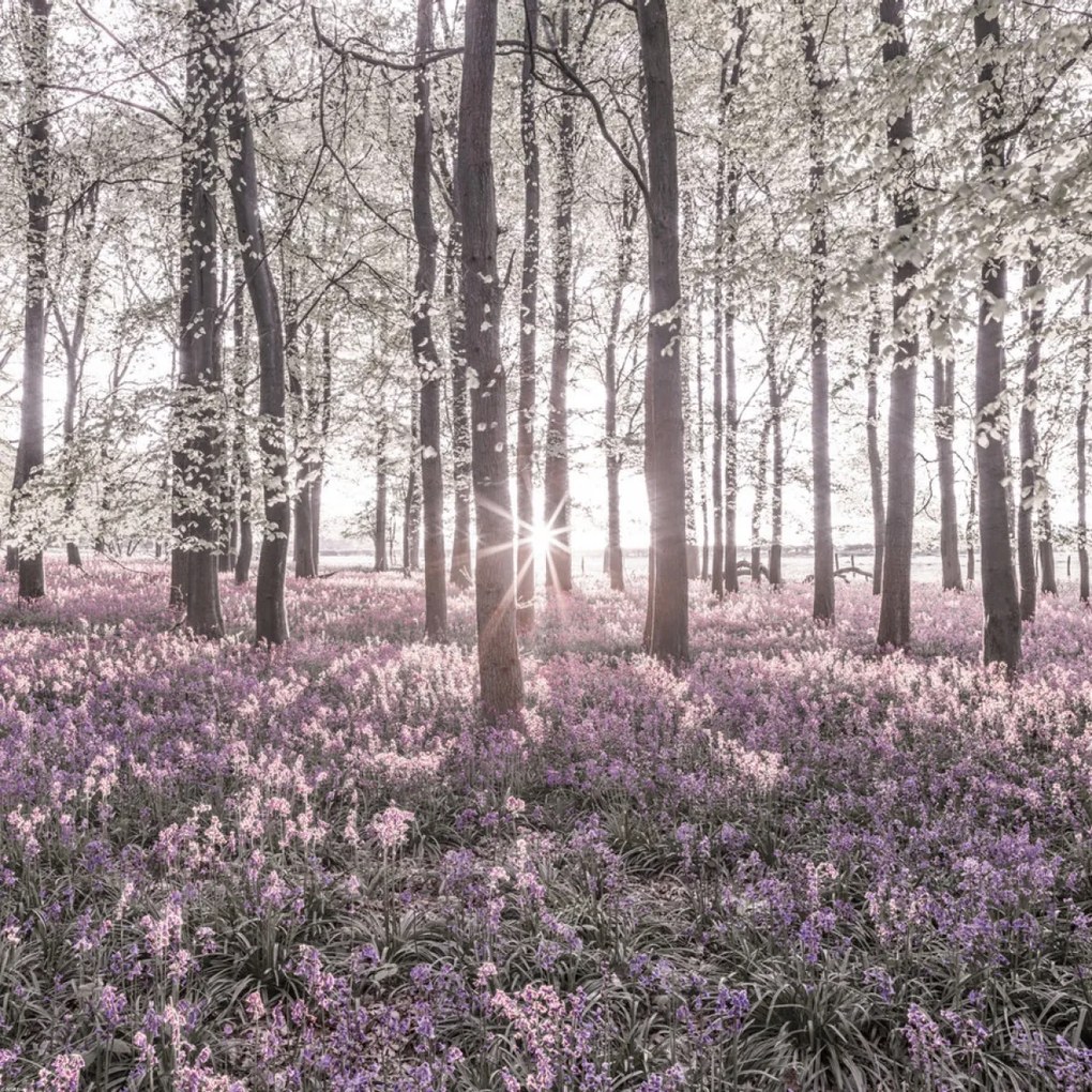 Poszter 70x70cm Bluebell erdő tavasszal naplementekor, Assaf Frank