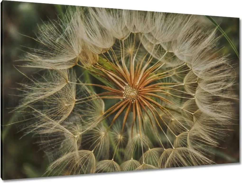 Vászonkép 120x80 Pitypang Virág Virágok