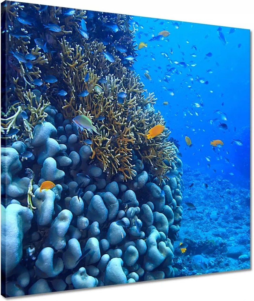 Vászonkép 50x50 Víz alatti lagúna korallok