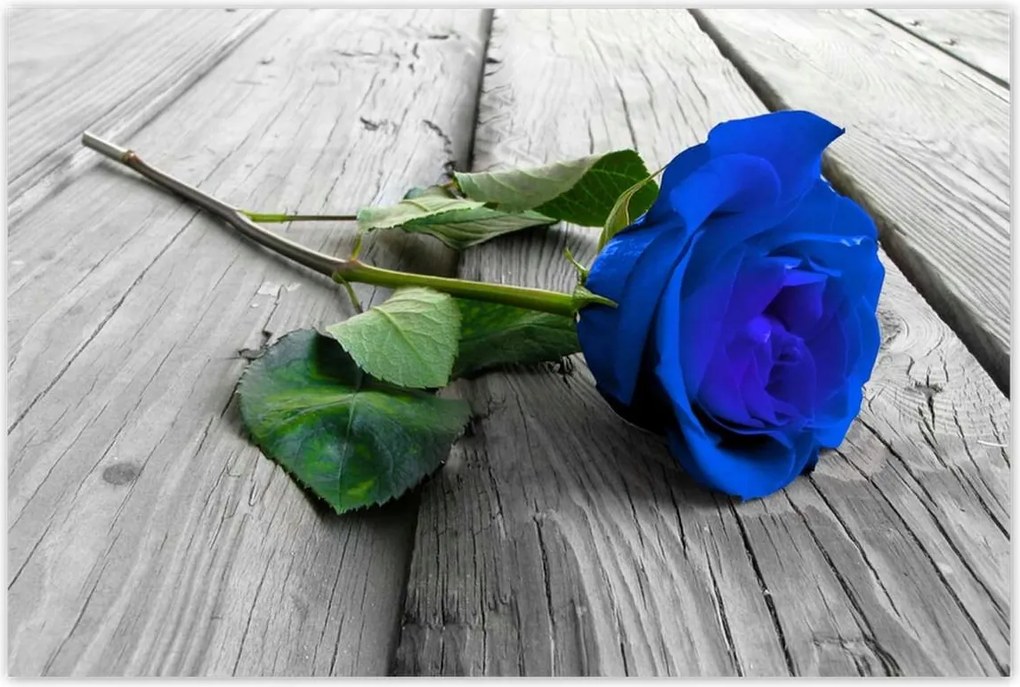 Poszterek 90x60 Kék rózsa a deszkákon