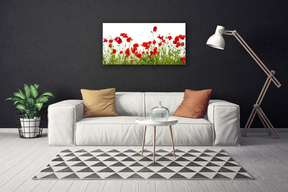Vászonkép falra Pipacsok virágok Mező Természet 100x50 cm