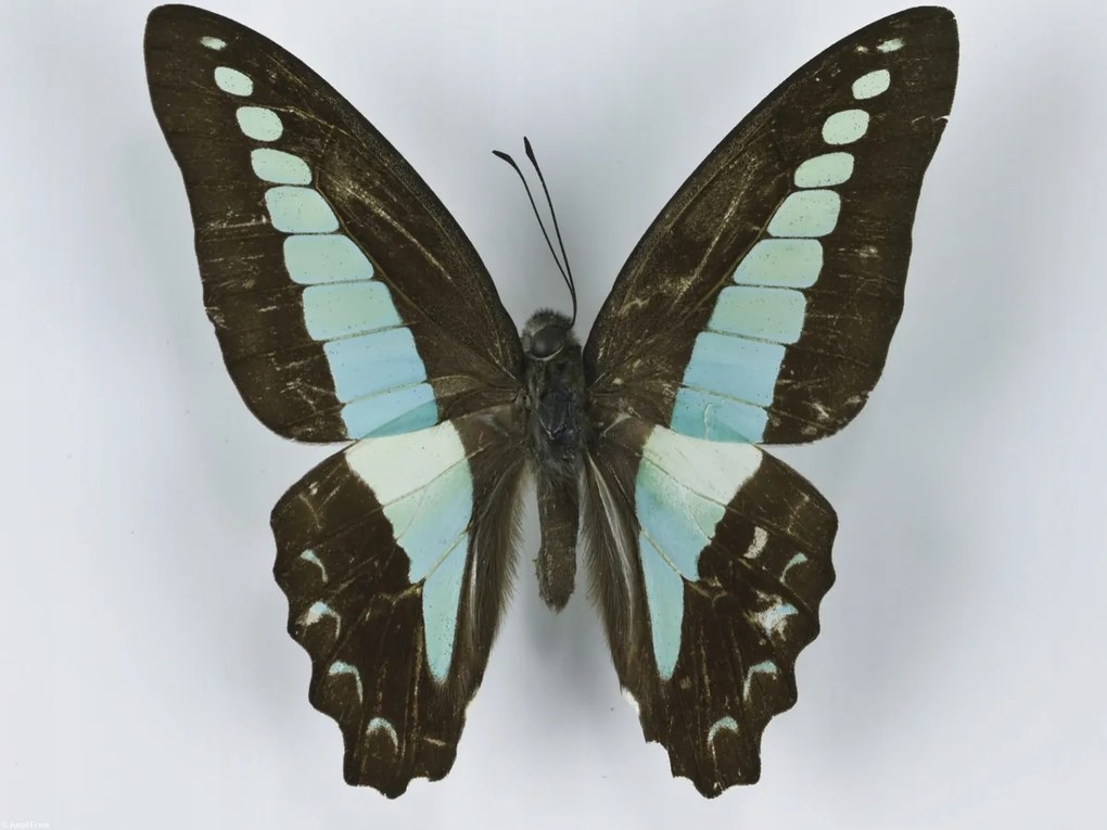 Poszter 40x30cm Pillangó fehér alapon 8, Assaf Frank