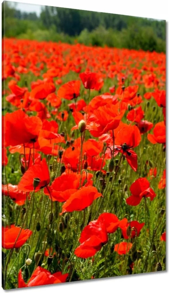 Vászonkép 80x120 Tenger mak