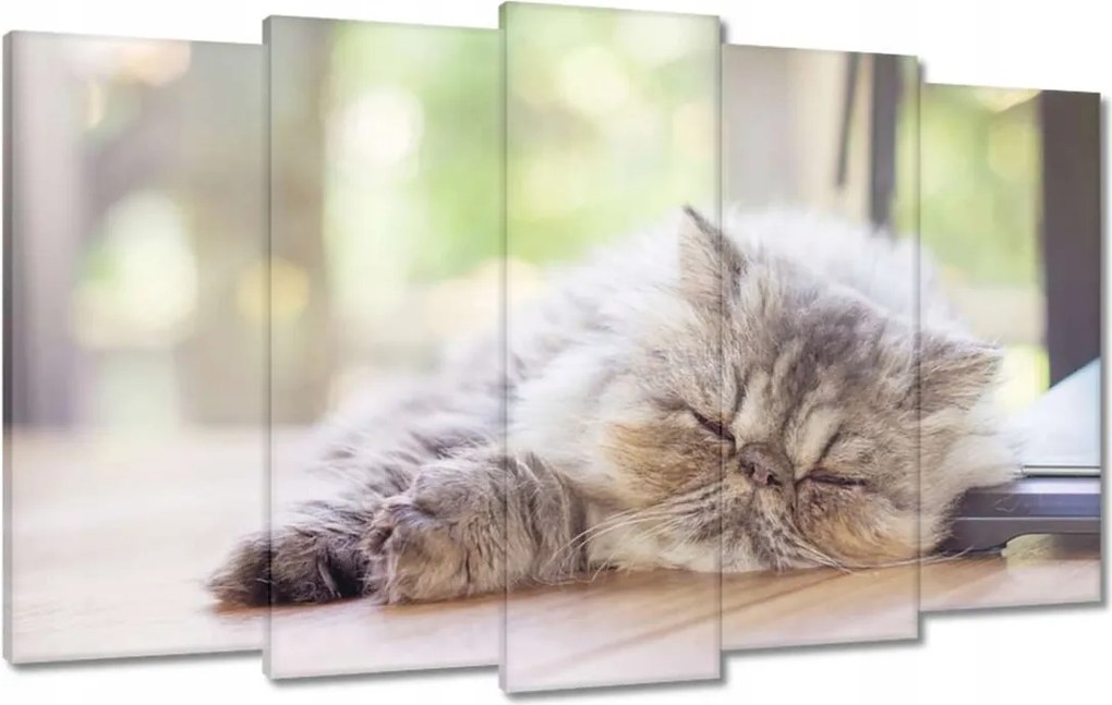 Vászonkép 100x60 Cica Cicák