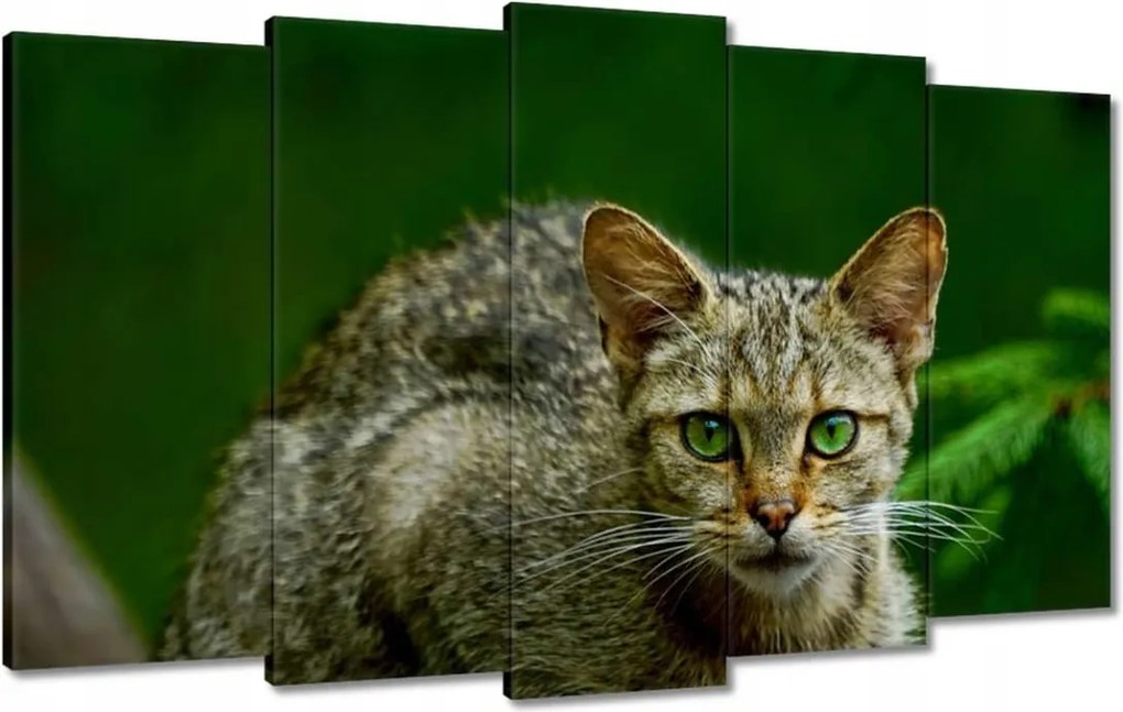 Vászonkép 100x60 Cica Cicák Macskák