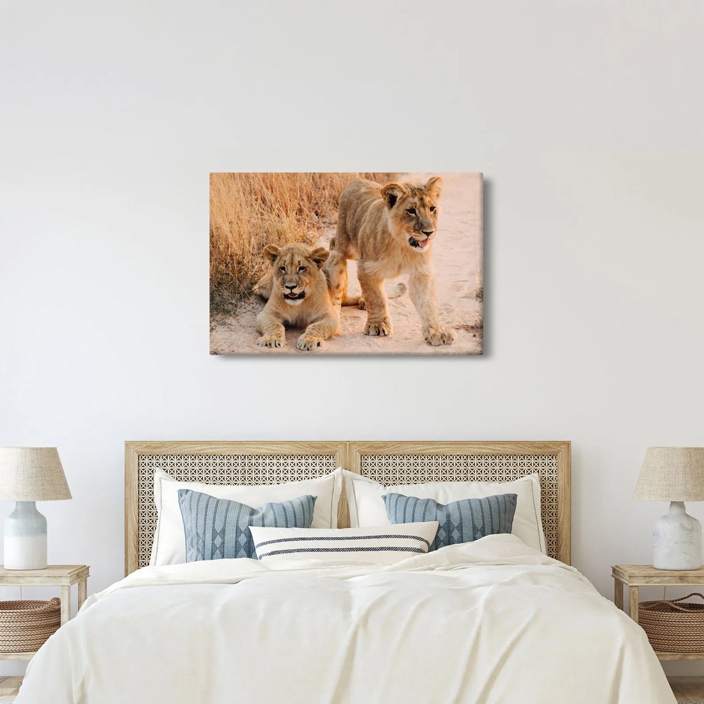 Kép - Kölyök oroszlánok (90x60 cm)