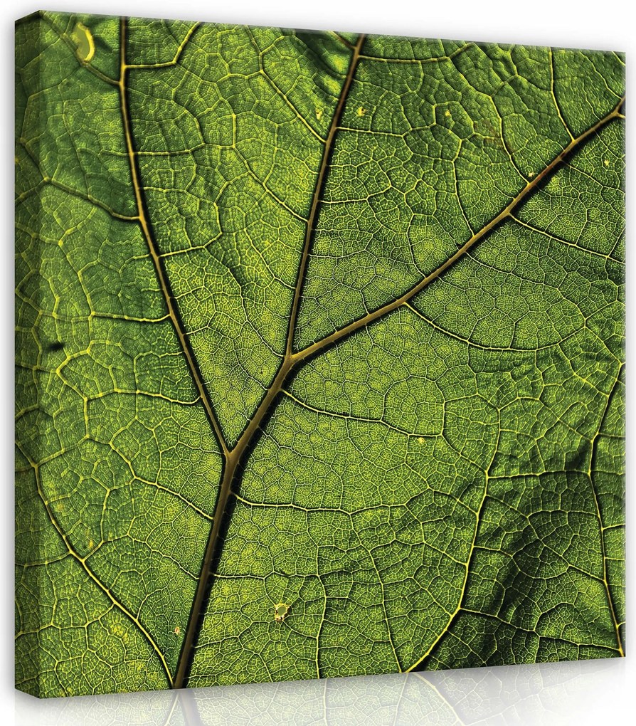 Vászonkép 80x80 Levél zöld textúra damil természet makro organikus frissesség