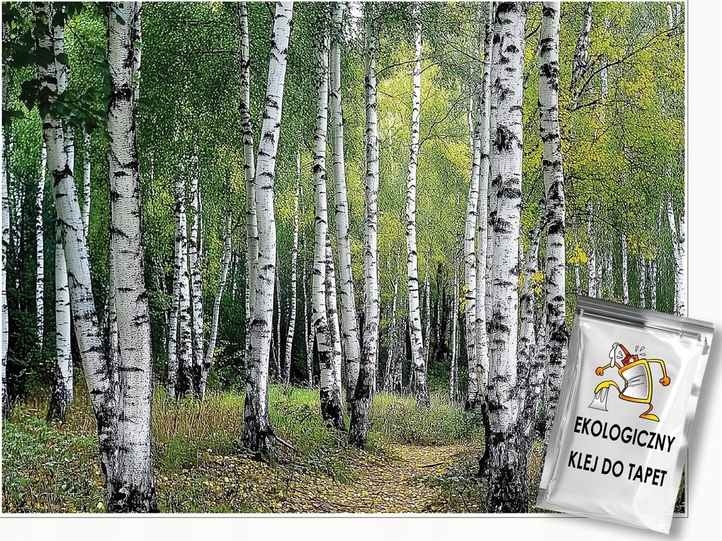 3D Fotótapéta Nyírfa Erdő Fák Hálószoba Nappali Tapéta Flizelina 350x250