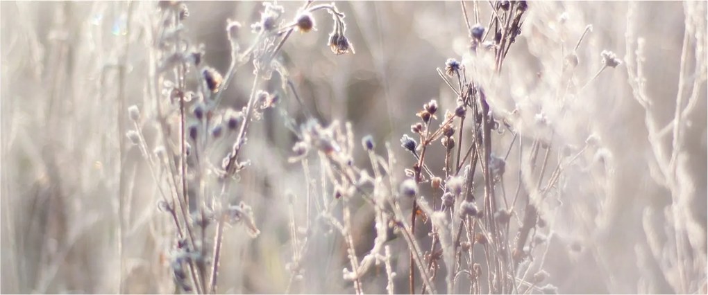 Kép - Növény (120x50 cm)