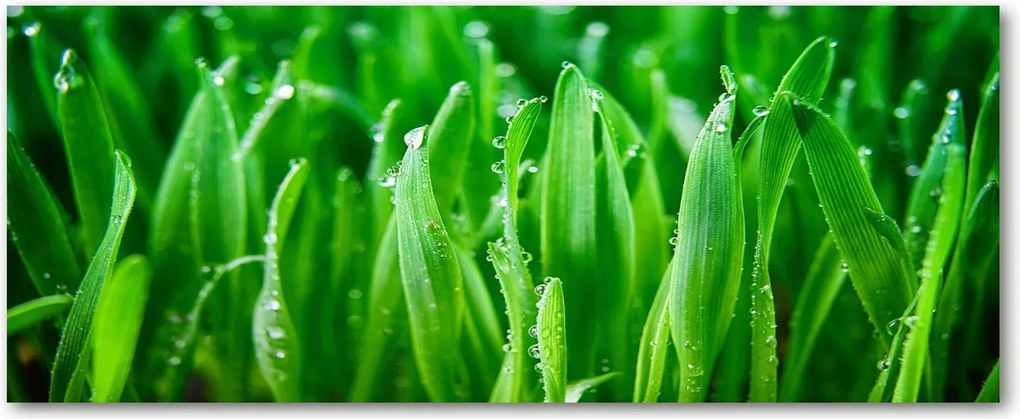 Edzett üveg panel a szekrények között Fű XXL