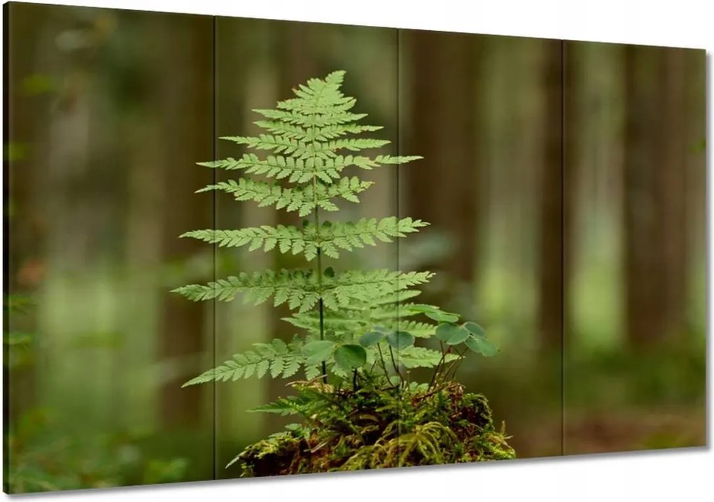 Vászonkép 120x80 Páfrány