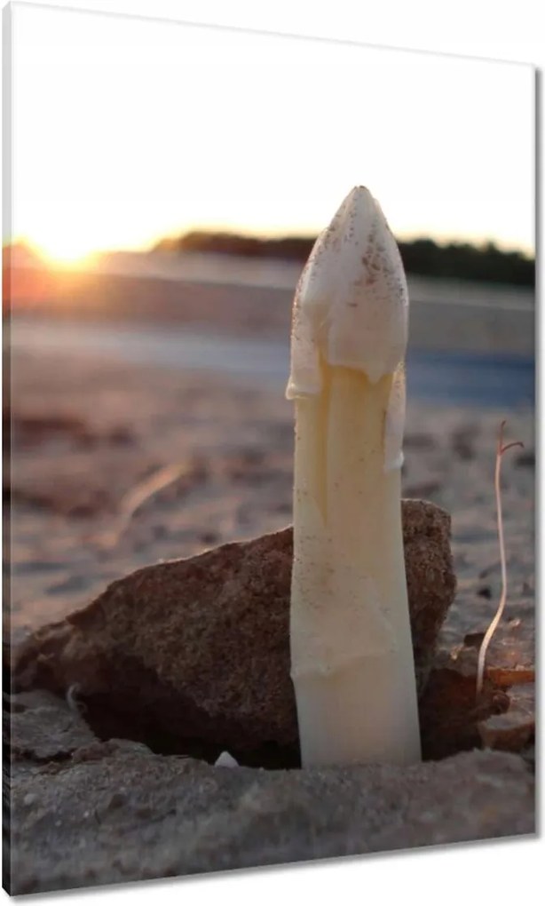 Vászonkép 70x100 Első spárga