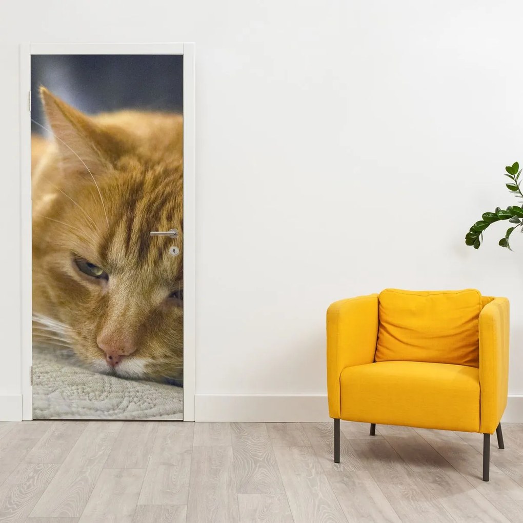 Fotótapéta ajtóra - Macskák (95x205cm)