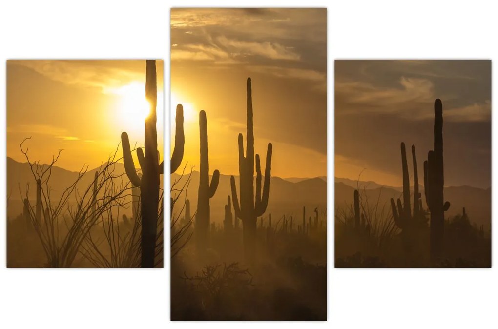 Kép - Saguaro kaktuszok (90x60 cm)