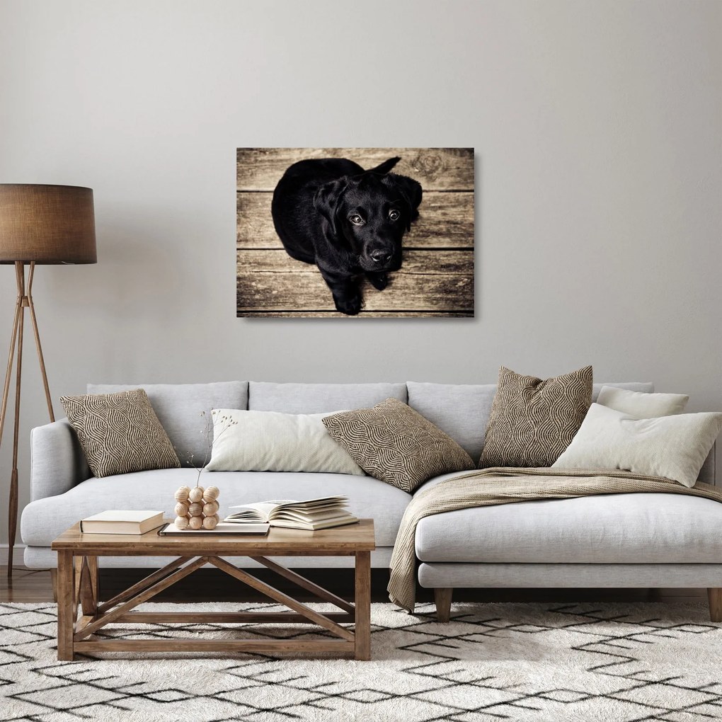 Egy fekete kiskutya képe (üvegen) (70x50 cm)