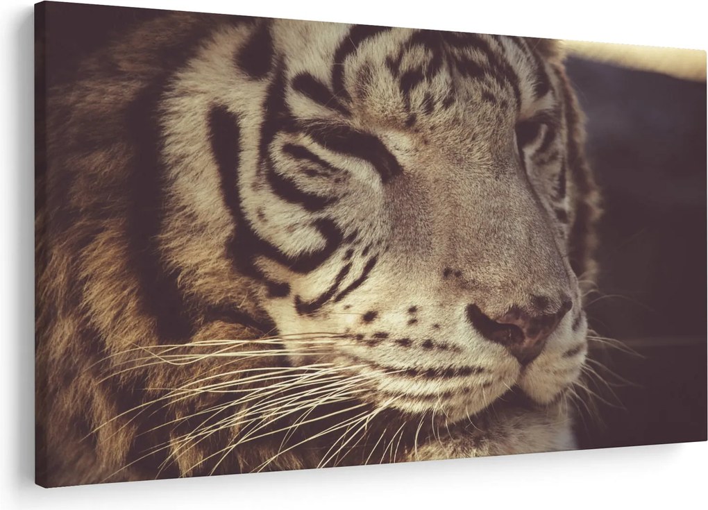 Tigris képe (90x60 cm)