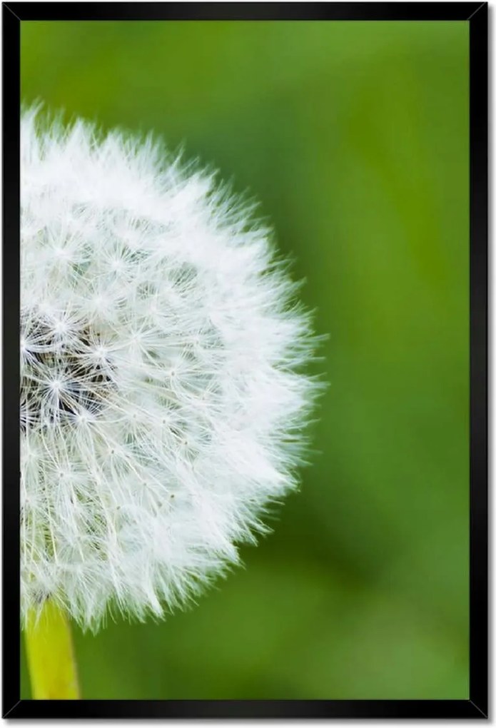 Poszterek keretben 40x60 Pitypang Virág Virágok