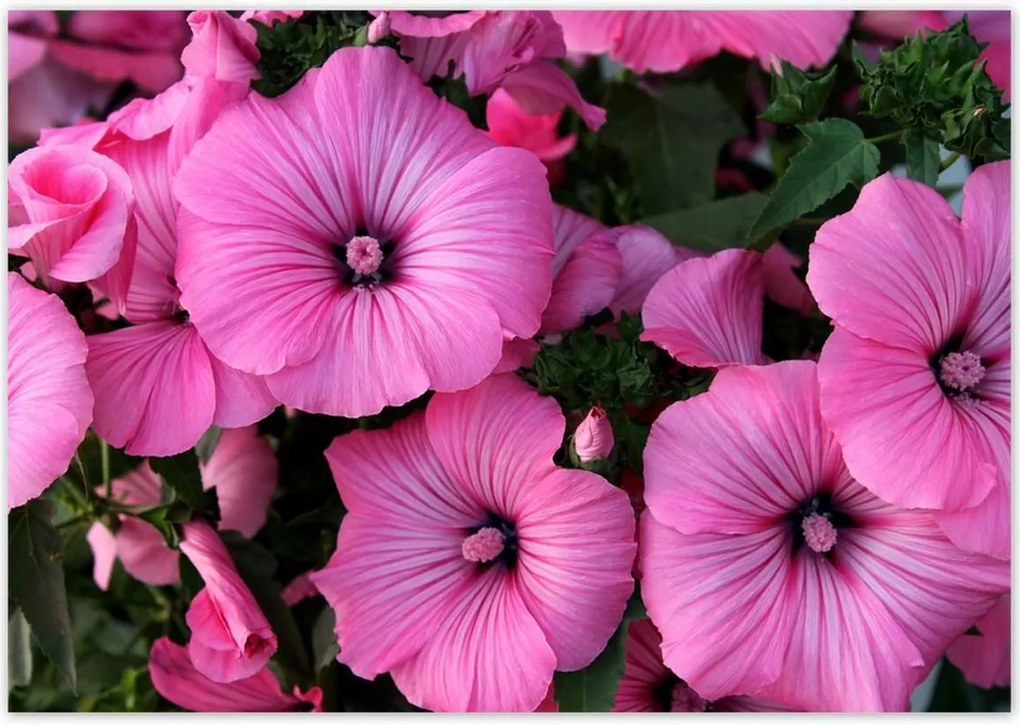 Poszterek 100x70 Lila virágok